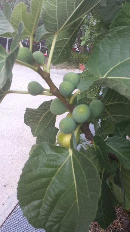 Azienda Agricola Cuntarati 브론테 외부 사진